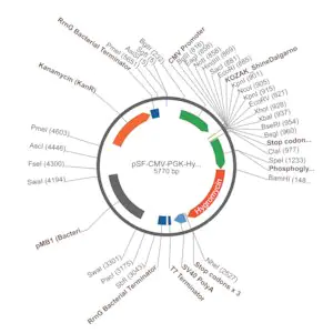 Merck PSF-CMV-PGK-HYGRO - DUAL PROMOTER HYGROMYCIN PLASMID