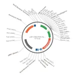 Merck PSF-CMV-PGK-HYGRO - DUAL PROMOTER HYGROMYCIN PLASMID