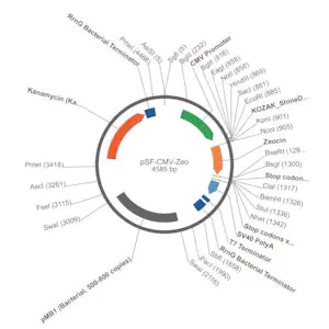 Merck PSF-CMV-ZEO - CMV PROMOTER ZEOCIN SELECTION VECTOR