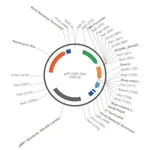 Merck PSF-CMV-ZEO - CMV PROMOTER ZEOCIN SELECTION VECTOR
