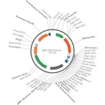 Merck PSF-CMV-PURO-NH2-MBP-TEV - N-TERMINAL MBP TAG MAMMALIAN PLASMID