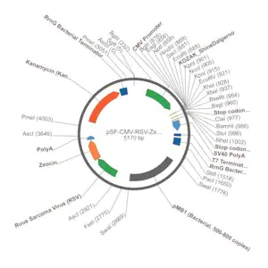 Merck PSF-CMV-RSV-ZEO ASCI - RSV PROMOTER ZEOCIN PLASMID