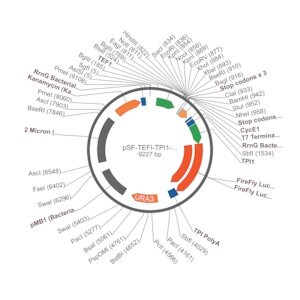 Merck PSF-TEFI-TPI1-FLUC-URA3 - FIREFLY LUCIFERASE YEAST VECTOR