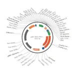 Merck PSF-TEFI-TPI1-FLUC-URA3 - FIREFLY LUCIFERASE YEAST VECTOR