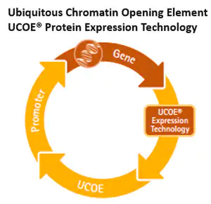 Merck UCOE Single Expression Puromycin Vector Set