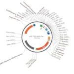 Merck pSF-TAC-NH2-OmpA-COOH-FLAG