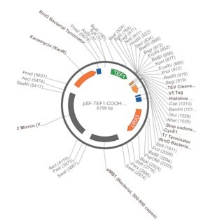 Merck PSF-TEF1-COOH-TEV-V5-6HIS - C-TERMINAL 6 HIS AND V5 DUAL TAG YEAST PLASMID