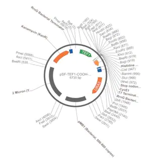 Merck PSF-TEF1-COOH-HIS6 - C-TERMINAL 6 HIS TAG YEAST PLASMID