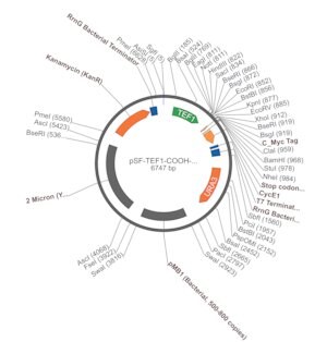 Merck PSF-TEF1-COOH-CMYC - C-TERMINAL C-MYC TAG YEAST PLASMID