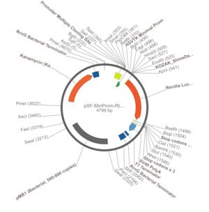 Merck PSF-MINPROM-RLUC - MINIMAL PROMOTER LUCIFERASE PLASMID