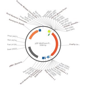 Merck PSF-MINPROM-FLUC - MINIMAL PROMOTER LUCIFERASE PLASMID