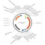 Merck PSF-MINPROM-FLUC - MINIMAL PROMOTER LUCIFERASE PLASMID