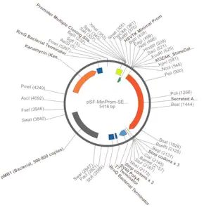 Merck PSF-MINPROM-SEAP - MINIMAL PROMOTER SEAP PLASMID