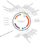 Merck PSF-MINPROM-SEAP - MINIMAL PROMOTER SEAP PLASMID