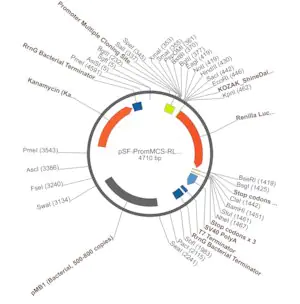 Merck PSF-PROMMCS-RLUC - NO-PROMOTER MCS LUCIFERASE PLASMID