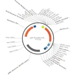 Merck PSF-PROMMCS-RLUC - NO-PROMOTER MCS LUCIFERASE PLASMID
