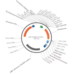 Merck PSF-OXB20-COOH-EKT-GST - C-TERMINAL GST TAG BACTERIAL PLASMID