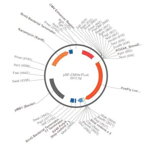 Merck PSF-CMVE-FLUC - CMV ENHANCER LUCIFERASE PLASMID