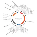 Merck PSF-CMVE-FLUC - CMV ENHANCER LUCIFERASE PLASMID