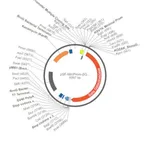 Merck PSF-MINPROM-BETA-D100GAL - MINIMAL PROMOTER BETA GAL PLASMID