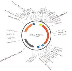 Merck PSF-PROMMCS-SEAP - NO-PROMOTER MCS SEAP PLASMID