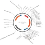 Merck PSF-CMVE-RLUC - CMV ENHANCER LUCIFERASE PLASMID