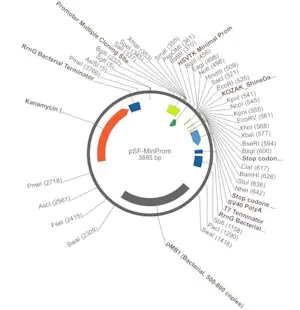 Merck PSF-MINPROM - MINIMAL PROMOTER EXPRESSION PLASMID