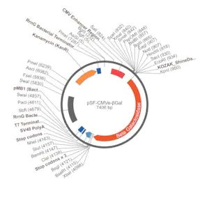 Merck PSF-CMVE-BETA-D96GAL - CMV ENHANCER BETA GAL PLASMID