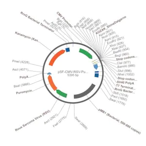 Merck PSF-CMV-RSV-PURO ASCI - RSV PROMOTER PUROMYCIN PLASMID