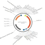 Merck PSF-PROMMCS-FLUC - NO-PROMOTER MCS LUCIFERASE PLASMID