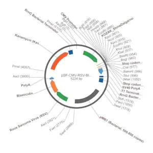 Merck PSF-CMV-RSV-BLAST ASCI - RSV PROMOTER BLASTICIDIN PLASMID