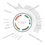 Merck PSF-CMV-RSV-BLAST ASCI - RSV PROMOTER BLASTICIDIN PLASMID