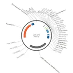 Merck PSF-SP6 - SP6 PROMOTER PLASMID