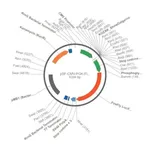 Merck PSF-CMV-PGK-FLUC - DUAL PROMOTER LUCIFERASE PLASMID
