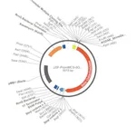 Merck PSF-PROMMCS-BETAGAL - NO-PROMOTER MCS BETA GAL PLASMID