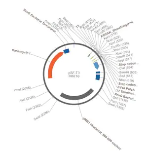 Merck PSF-T3 - T3 PROMOTER PLASMID