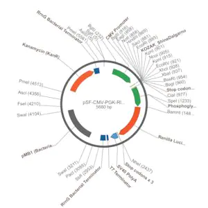 Merck PSF-CMV-PGK-RLUC - DUAL PROMOTER LUCIFERASE PLASMID