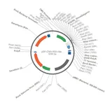 Merck PSF-CMV-RSV-NEO/G418 ASCI - RSV PROMOTER G418 PLASMID
