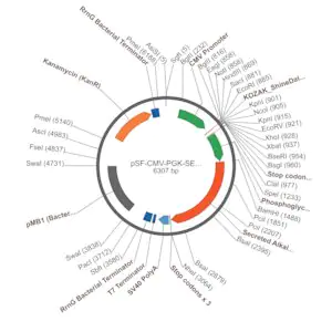 Merck PSF-CMV-PGK-SEAP - DUAL PROMOTER ALKALINE PHOSPHATASE PLASMID