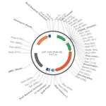Merck PSF-CMV-PGK-SEAP - DUAL PROMOTER ALKALINE PHOSPHATASE PLASMID