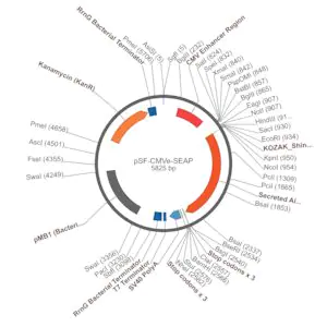 Merck PSF-CMVE-SEAP - CMV ENHANCER SEAP PLASMID