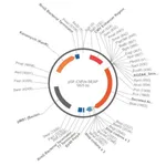 Merck PSF-CMVE-SEAP - CMV ENHANCER SEAP PLASMID