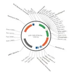 Merck PSF-CMV-PGK-NEO/G418 - DUAL PROMOTER G418 PLASMID