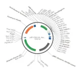Merck PSF-CMV-UB ASCI - DUAL PROMOTER EXPRESSION PLASMID