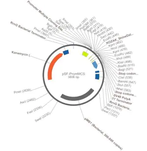 Merck PSF-PROMMCS - NO-PROMOTER MCS PLASMID