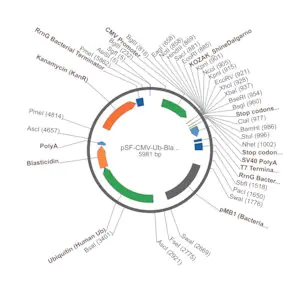 Merck PSF-CMV-UB-BLAST ASCI - UBIQUITIN PROMOTER BLASTICIDIN PLASMID