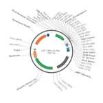 Merck PSF-CMV-UB-BLAST ASCI - UBIQUITIN PROMOTER BLASTICIDIN PLASMID
