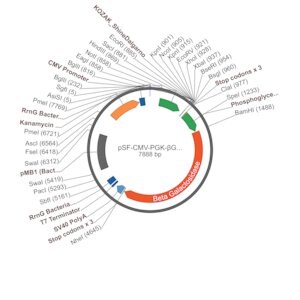 Merck PSF-CMV-PGK-?GAL - DUAL PROMOTER BETA GAL PLASMID