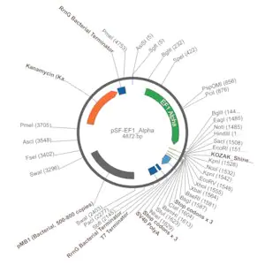 Merck PSF-EF1 ALPHA - ELONGATION FACTOR ALPHA PROMOTER PLASMID