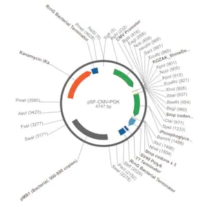 Merck PSF-CMV-PGK - DUAL PROMOTER EXPRESSION PLASMID